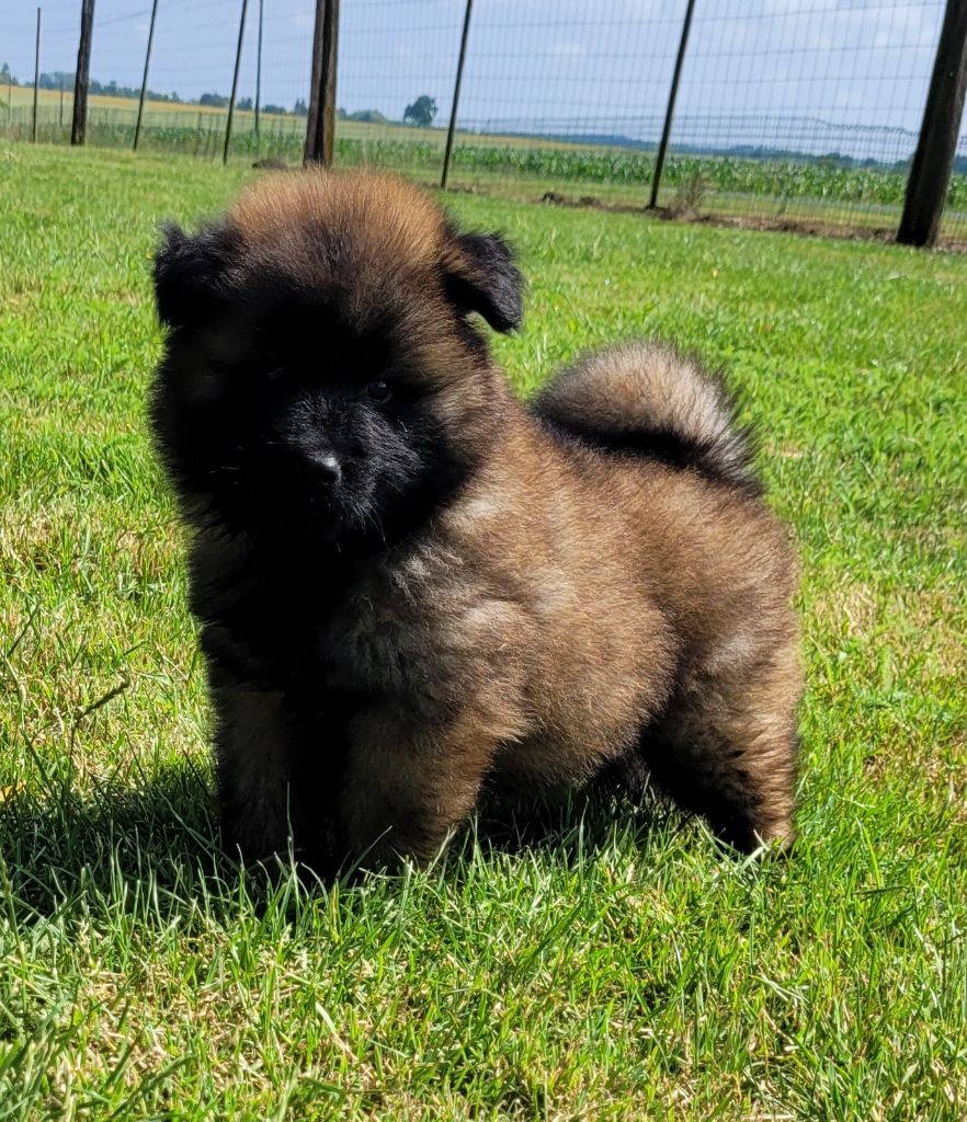 Des marais de courmont - Chiots disponibles - Eurasier