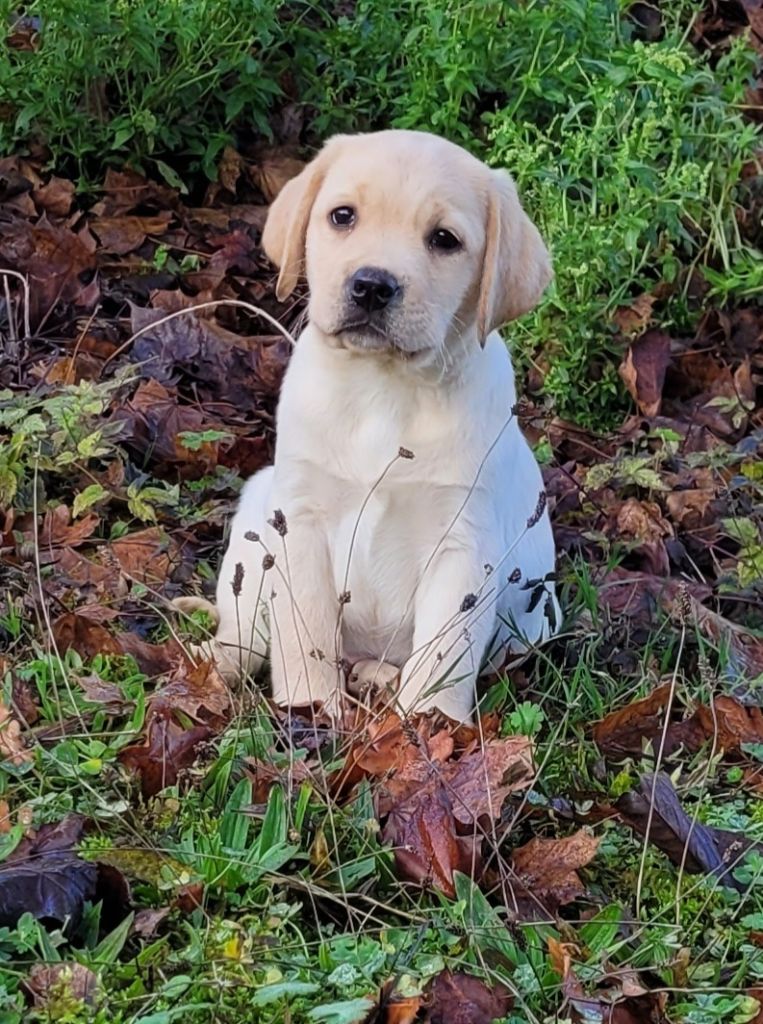 Des marais de courmont - Chiots disponibles - Labrador Retriever
