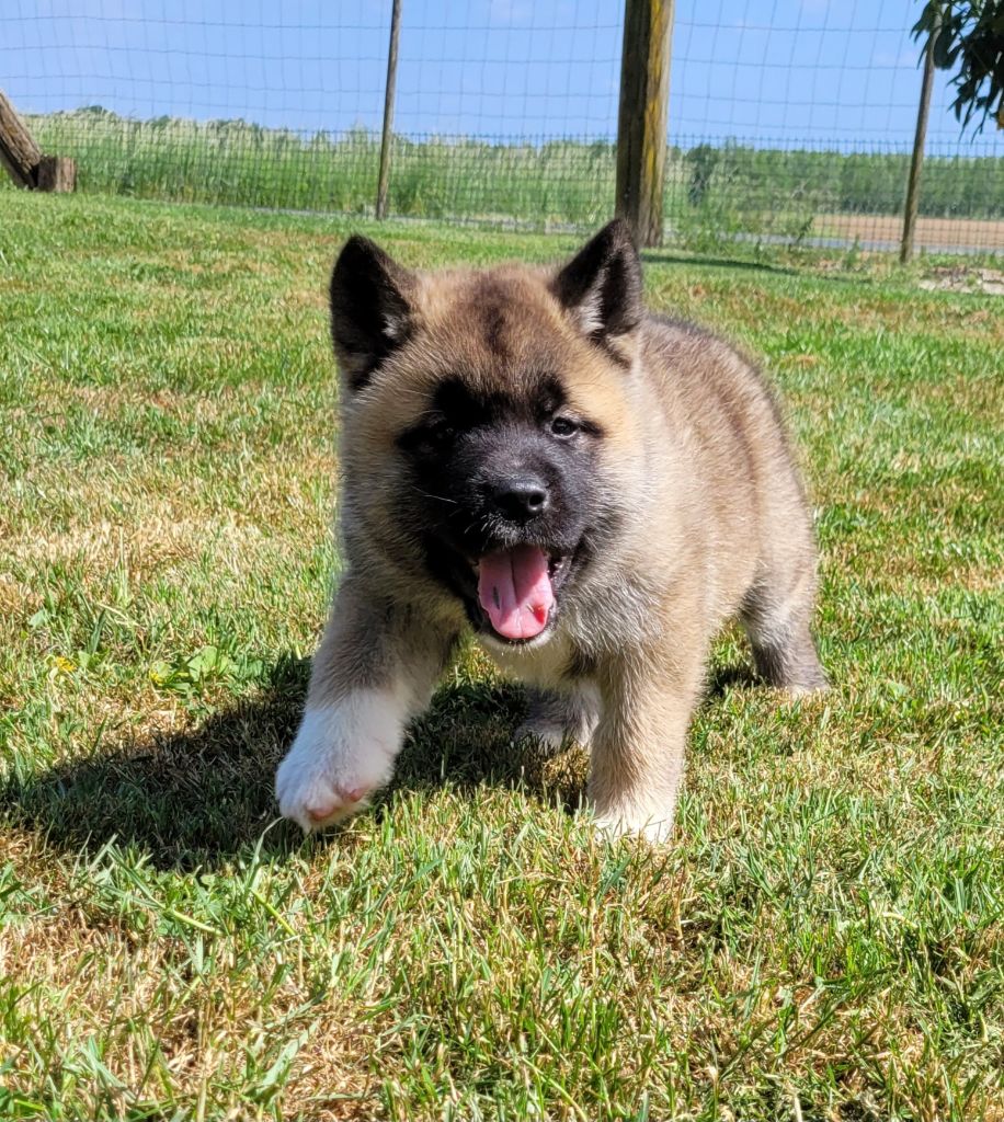 Des marais de courmont - Chiots disponibles - Akita americain
