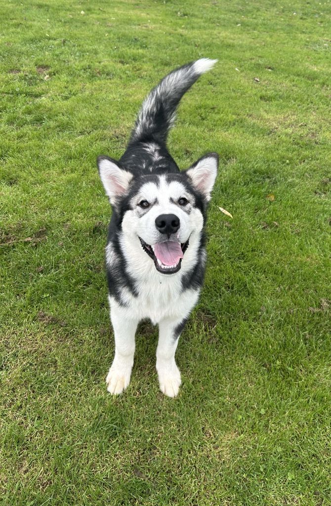 Des marais de courmont - Chiots disponibles - Alaskan Malamute