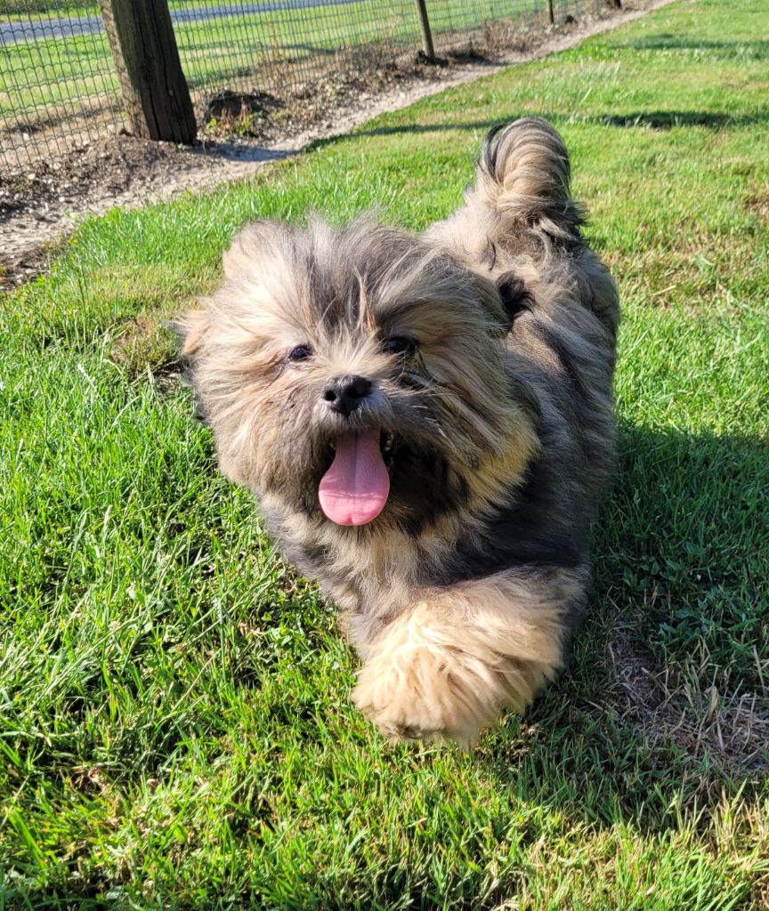 Des marais de courmont - Chiots disponibles - Lhassa Apso