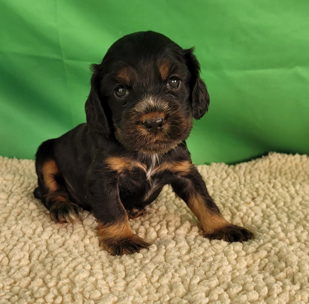 Des marais de courmont - Chiots disponibles - Cocker Spaniel Anglais