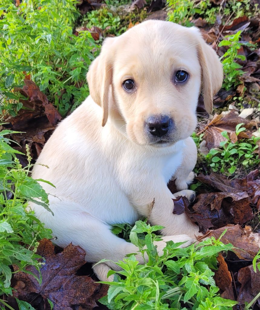 Des marais de courmont - Chiots disponibles - Labrador Retriever