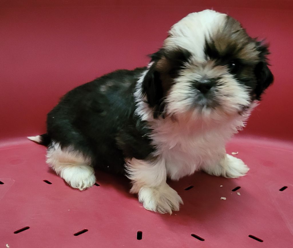 Des marais de courmont - Chiots disponibles - Shih Tzu