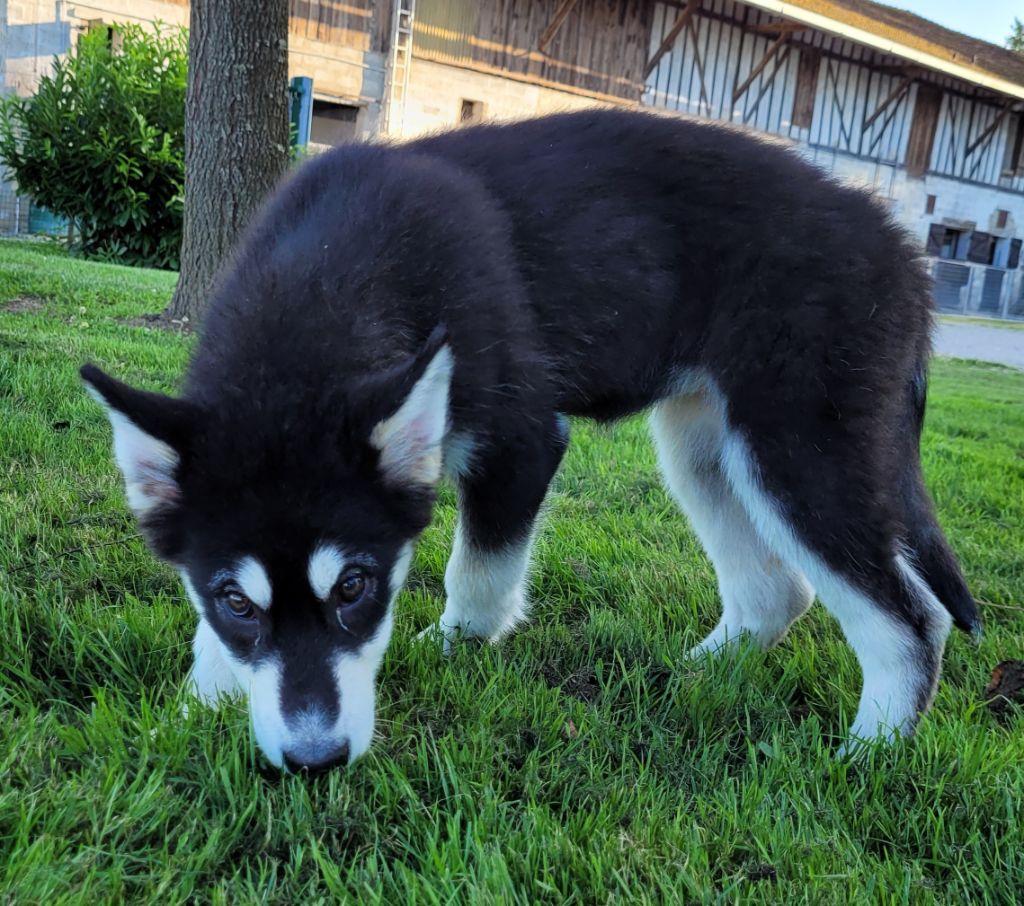 Des marais de courmont - Chiots disponibles - Alaskan Malamute
