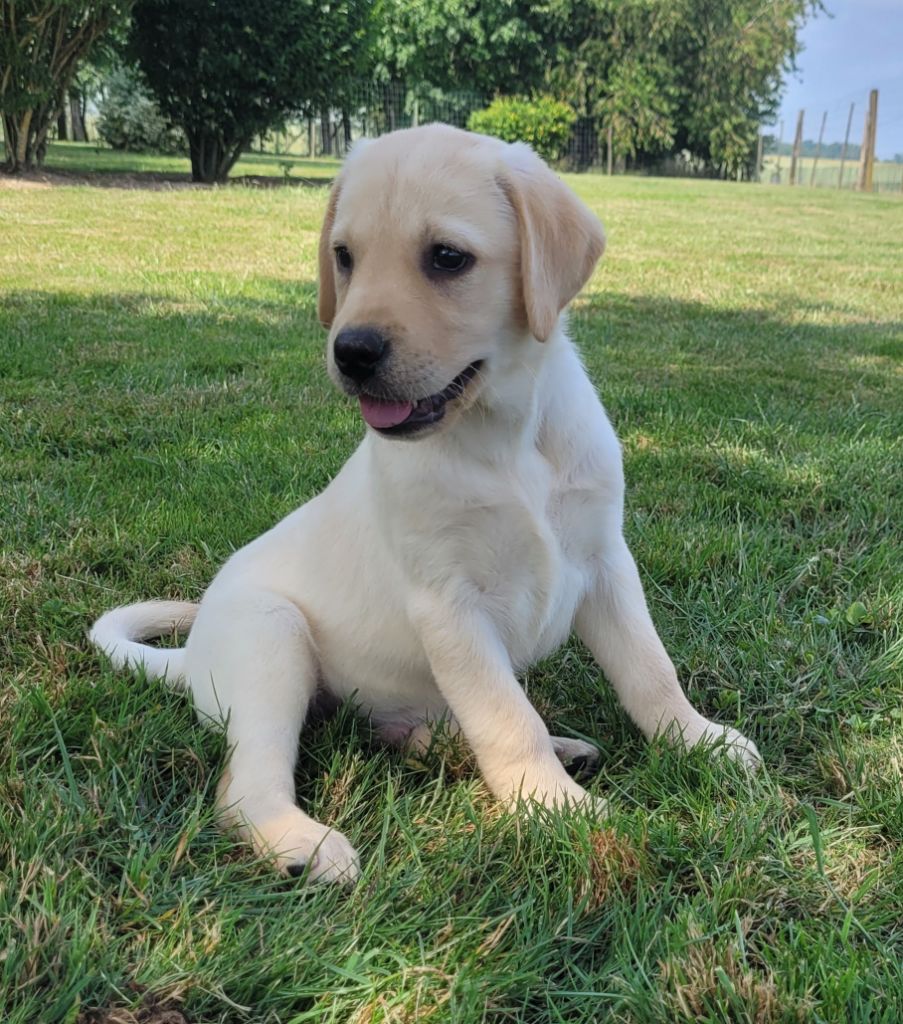 Des marais de courmont - Chiots disponibles - Labrador Retriever