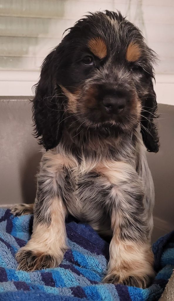 Des marais de courmont - Chiots disponibles - Cocker Spaniel Anglais