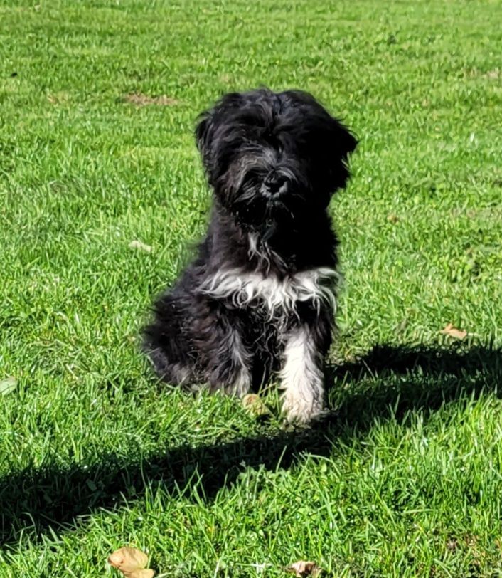 Des marais de courmont - Chiots disponibles - Terrier Tibetain