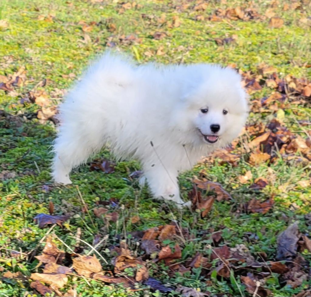Des marais de courmont - Chiots disponibles - Samoyède