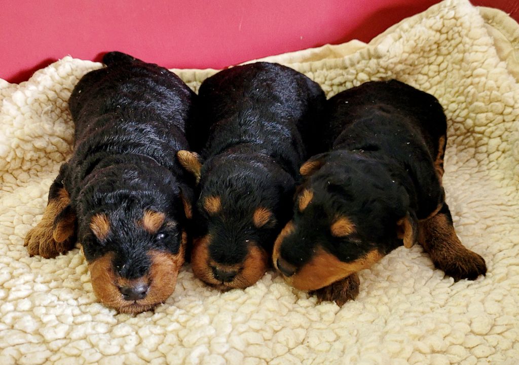 Chiot Welsh Terrier Des marais de courmont