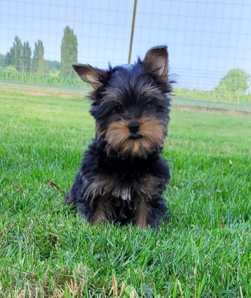 Des marais de courmont - Chiots disponibles - Yorkshire Terrier