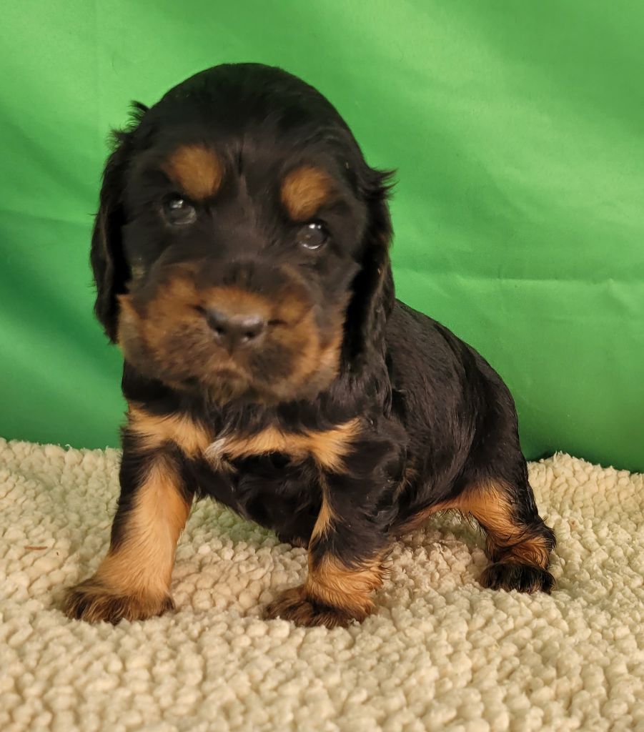 Des marais de courmont - Chiots disponibles - Cocker Spaniel Anglais