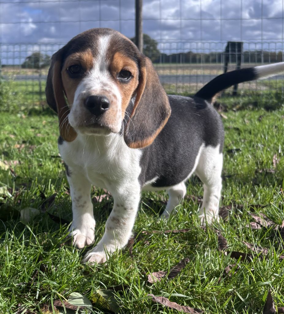 Des marais de courmont - Chiots disponibles - Beagle