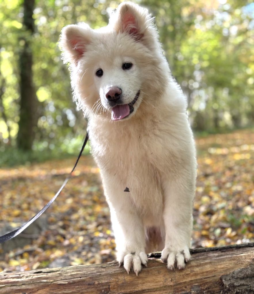 Des marais de courmont - Chiots disponibles - Akita americain