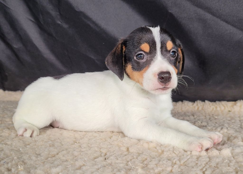 Des marais de courmont - Chiots disponibles - Jack Russell Terrier