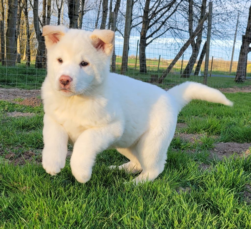 Des marais de courmont - Chiots disponibles - Akita americain