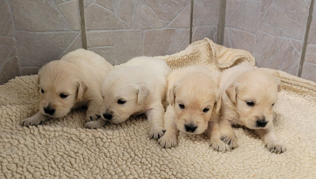 Des marais de courmont - Chiots disponibles - Golden Retriever