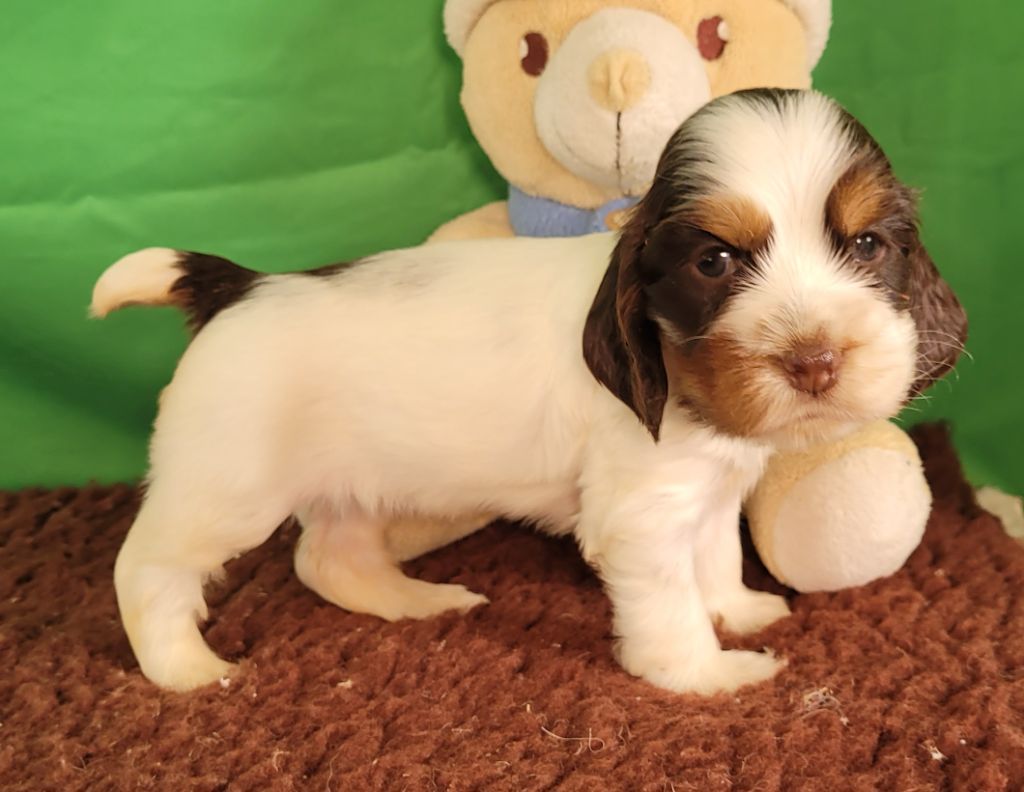 Des marais de courmont - Chiots disponibles - Cocker Spaniel Anglais