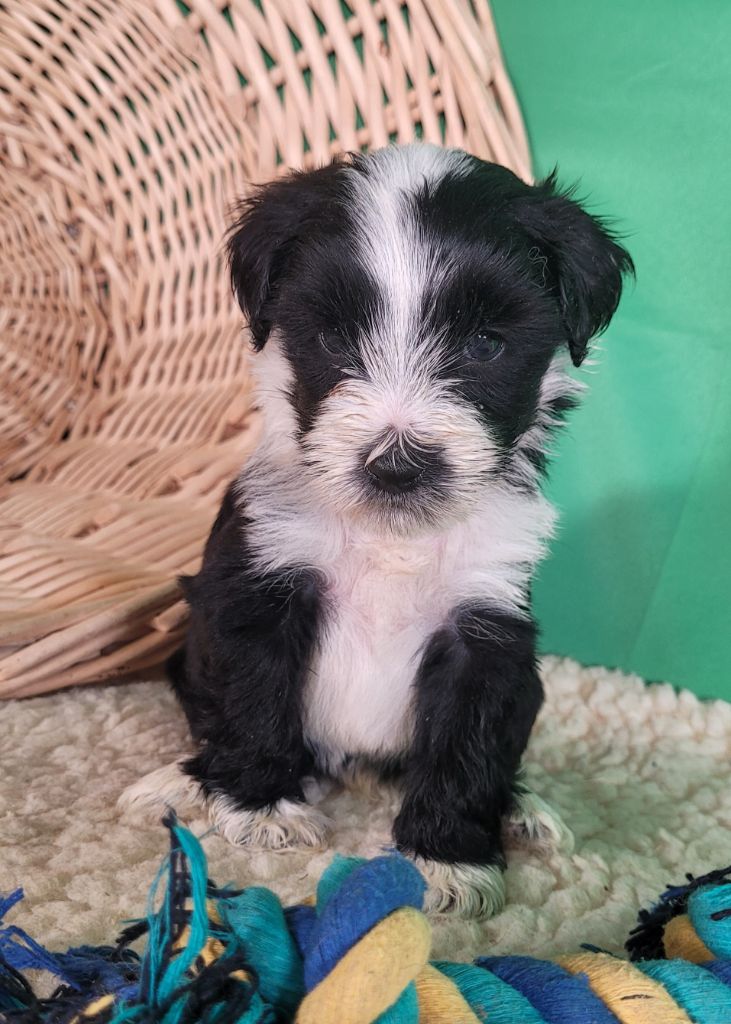 Des marais de courmont - Chiots disponibles - Terrier Tibetain