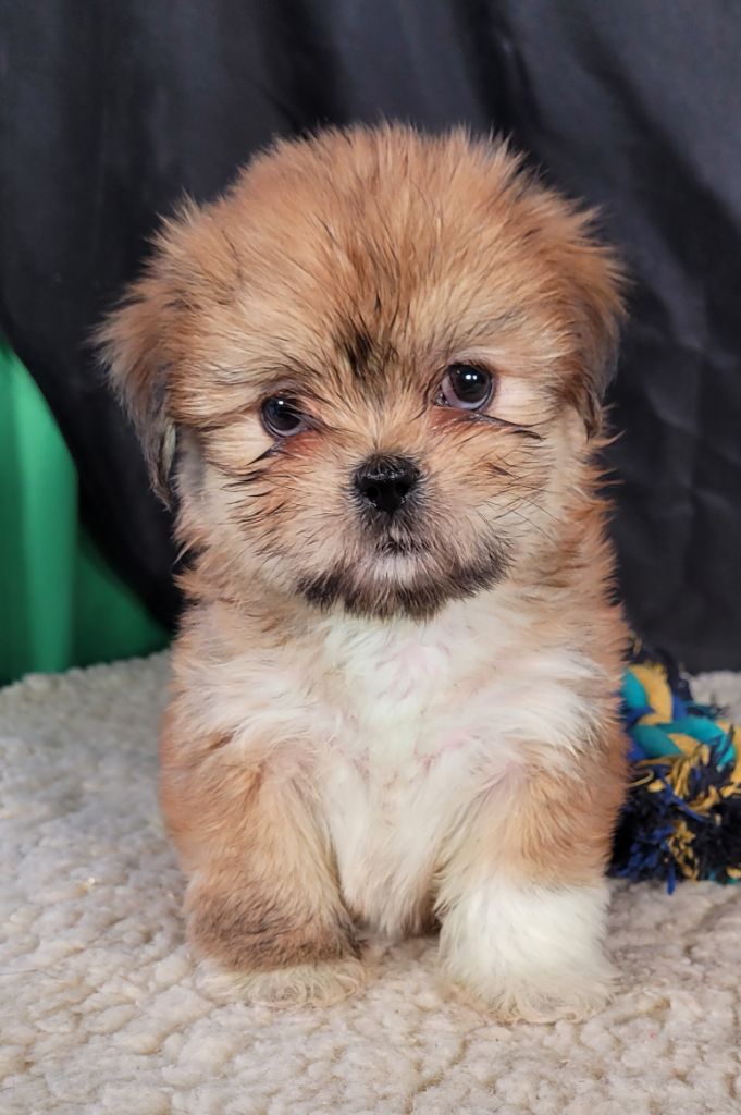 Des marais de courmont - Chiots disponibles - Lhassa Apso