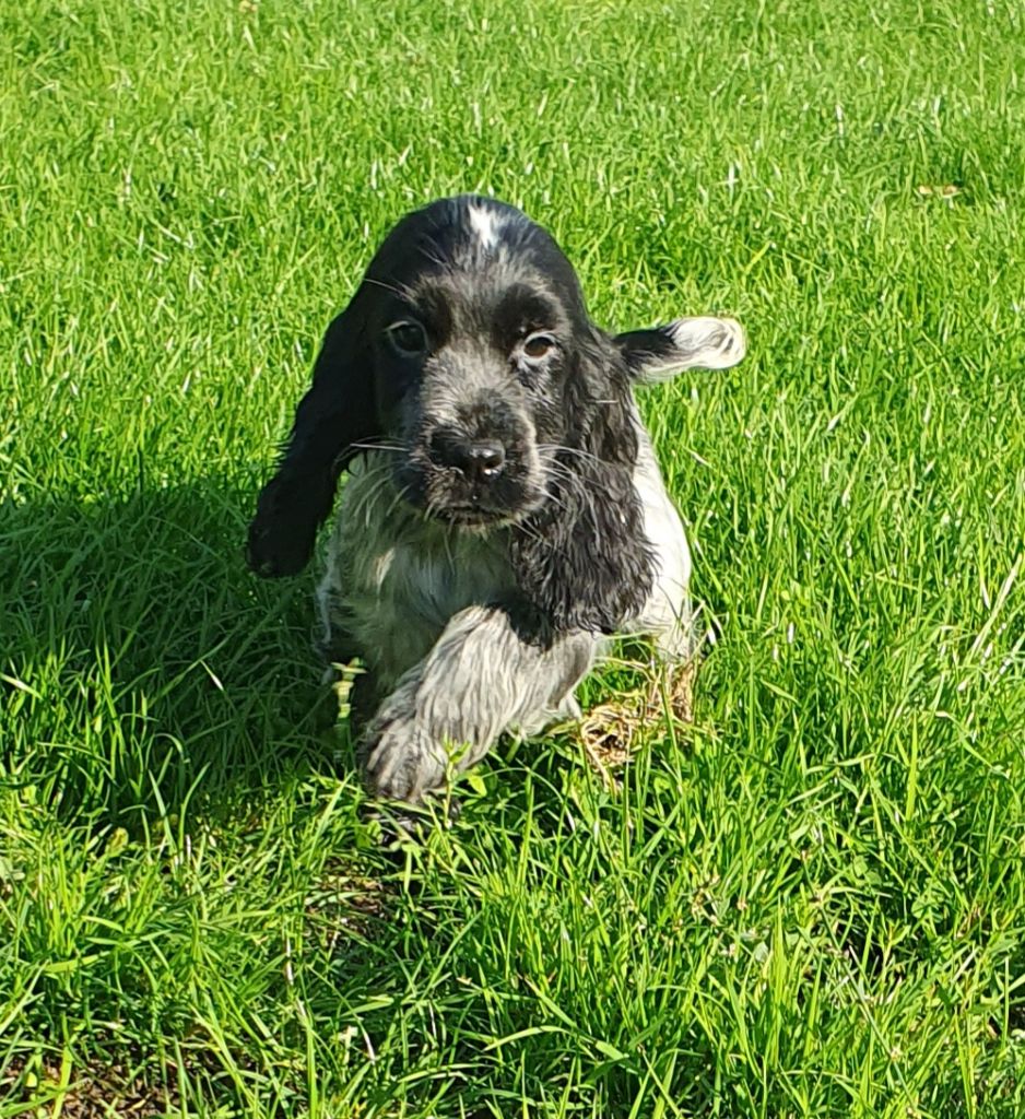 Des marais de courmont - Chiots disponibles - Cocker Spaniel Anglais