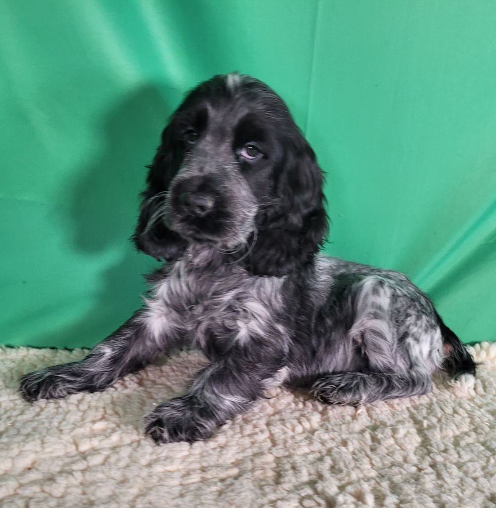 Des marais de courmont - Chiots disponibles - Cocker Spaniel Anglais