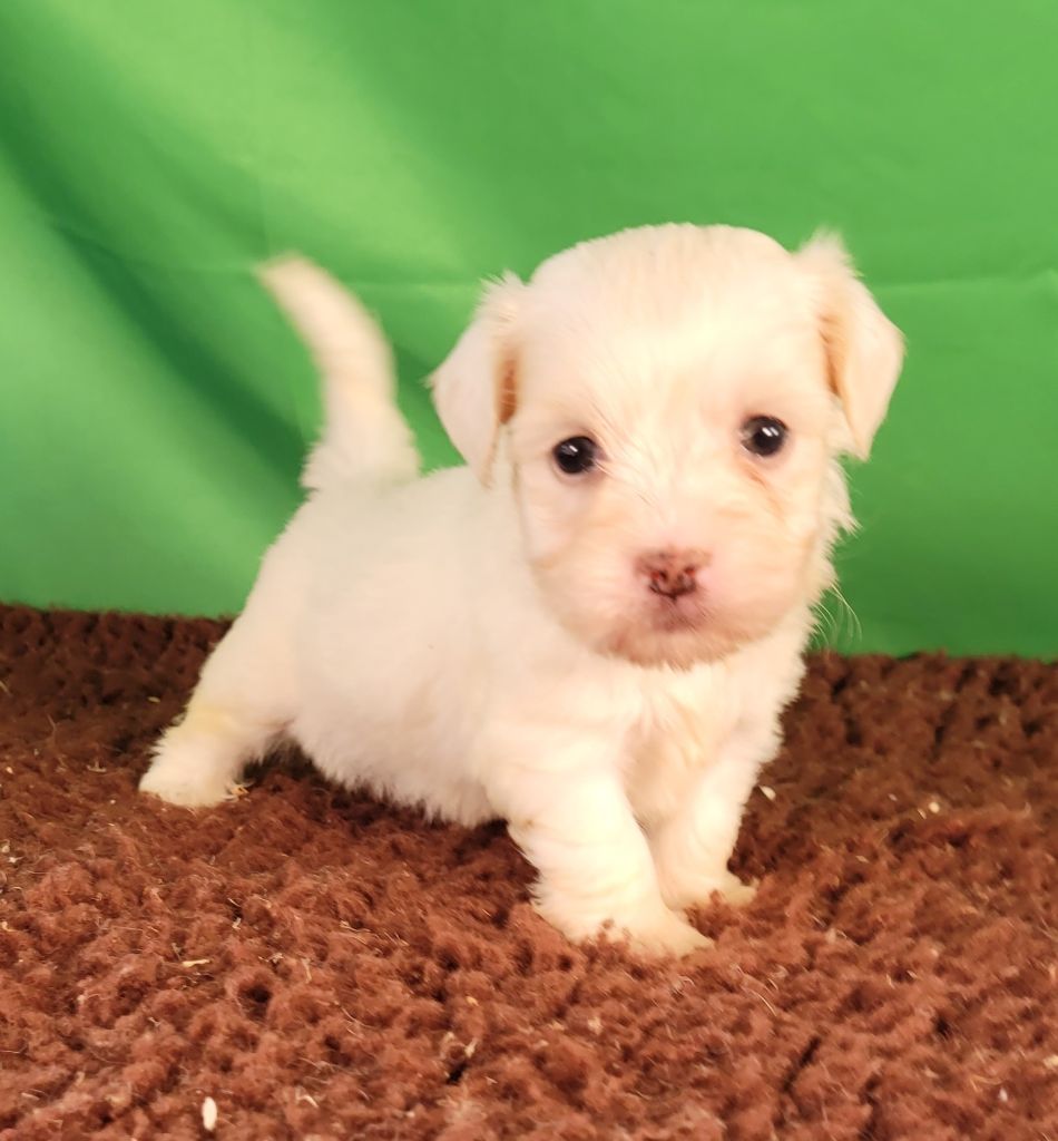 Des marais de courmont - Chiots disponibles - Coton de Tulear