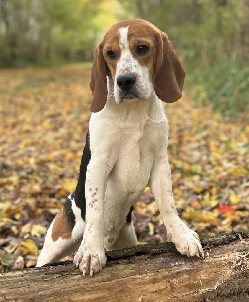 Des marais de courmont - Chiots disponibles - Beagle
