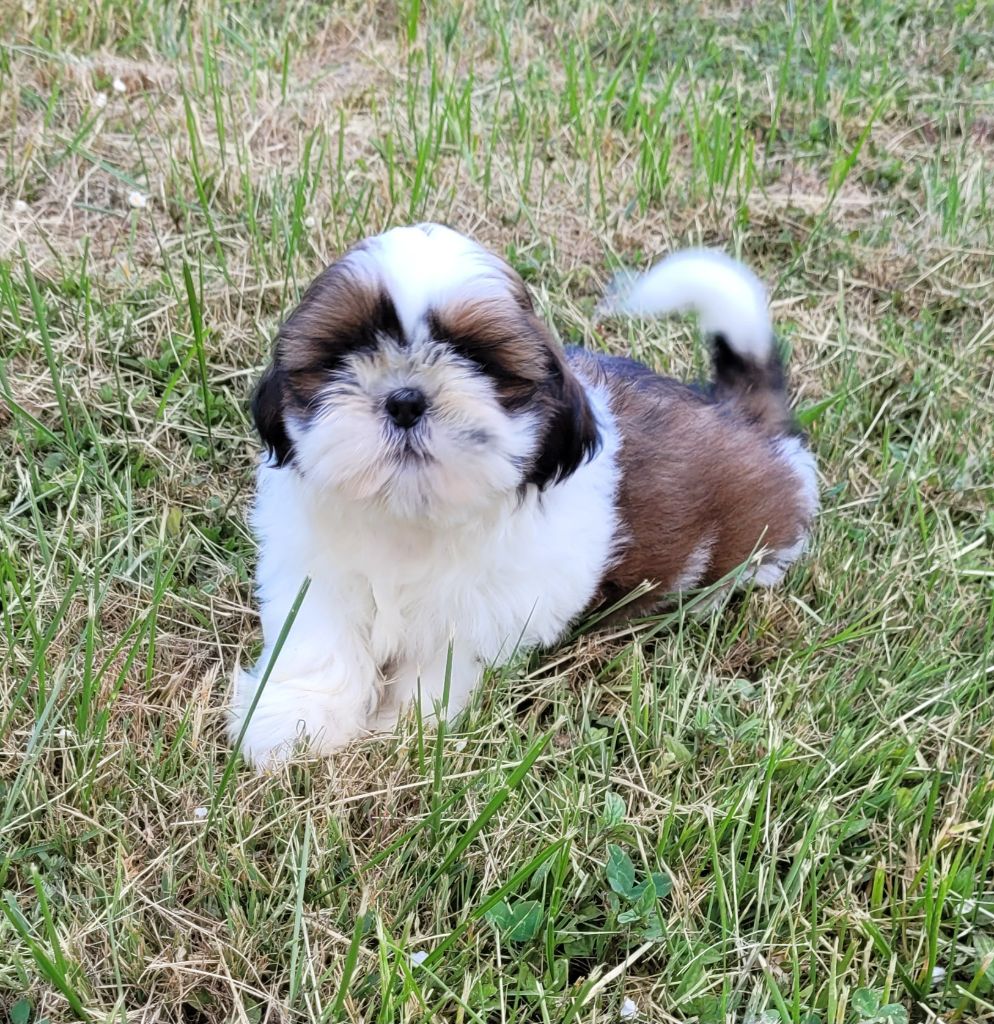 Des marais de courmont - Chiots disponibles - Shih Tzu