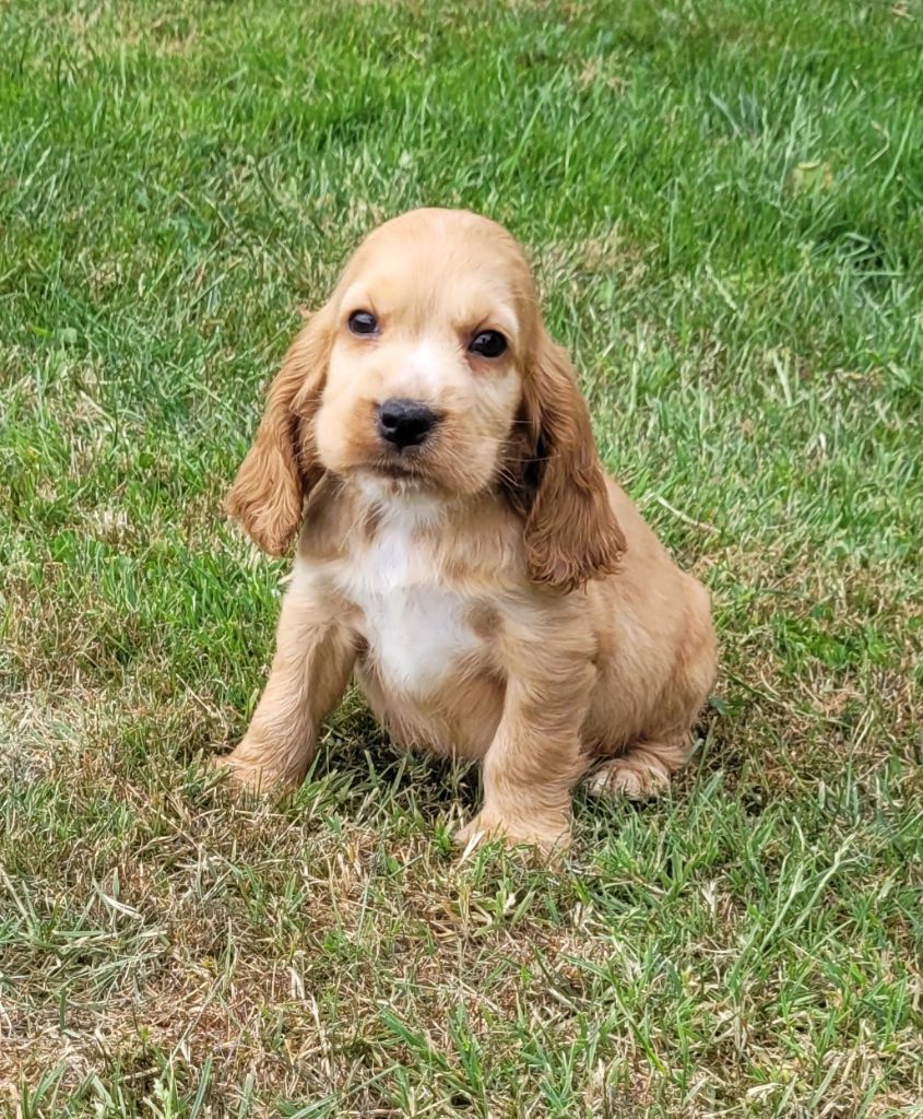 Des marais de courmont - Chiots disponibles - Cocker Spaniel Anglais