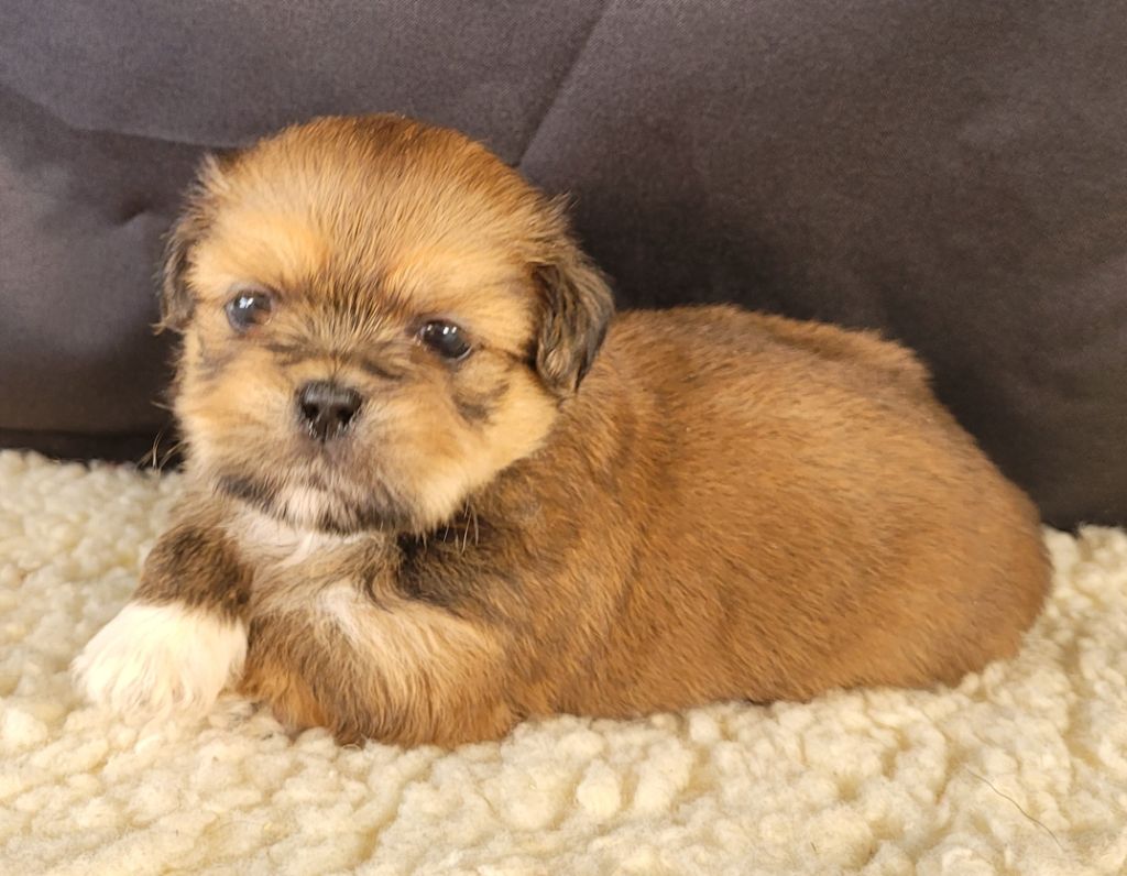Des marais de courmont - Chiots disponibles - Lhassa Apso