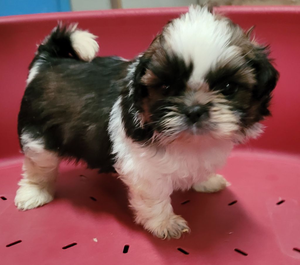 Des marais de courmont - Chiots disponibles - Shih Tzu