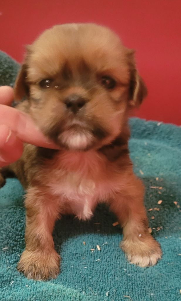 Des marais de courmont - Chiots disponibles - Lhassa Apso