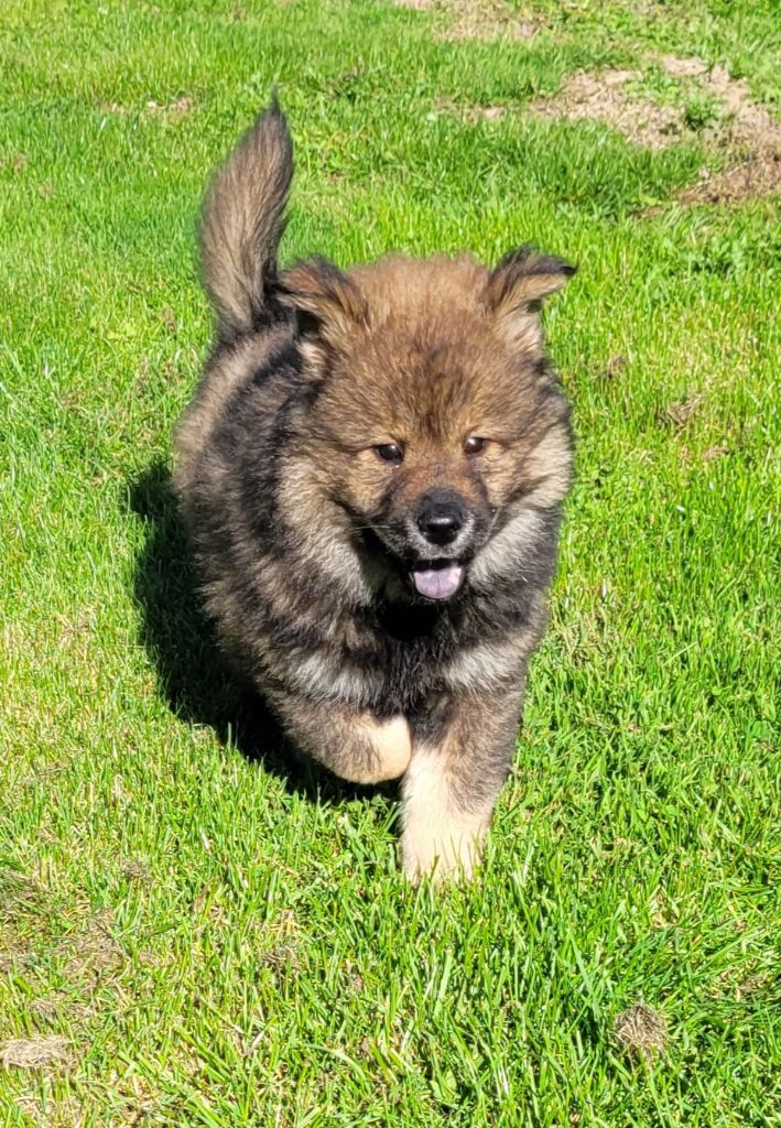 Des marais de courmont - Chiots disponibles - Eurasier