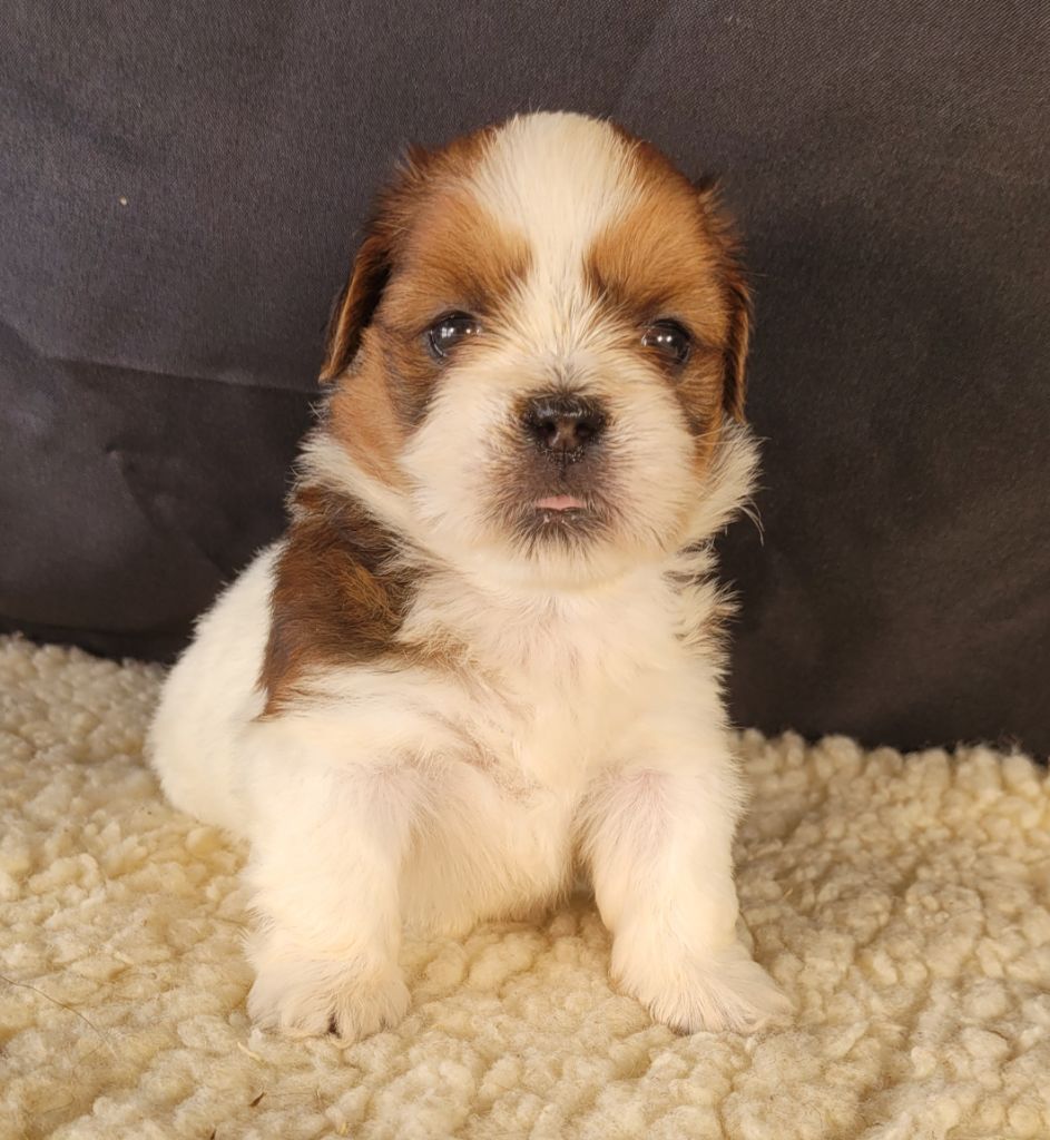 Des marais de courmont - Chiots disponibles - Lhassa Apso