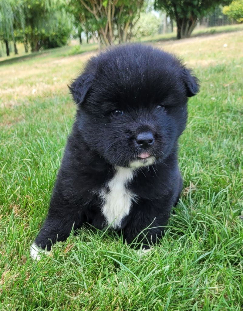 Des marais de courmont - Chiots disponibles - Akita americain