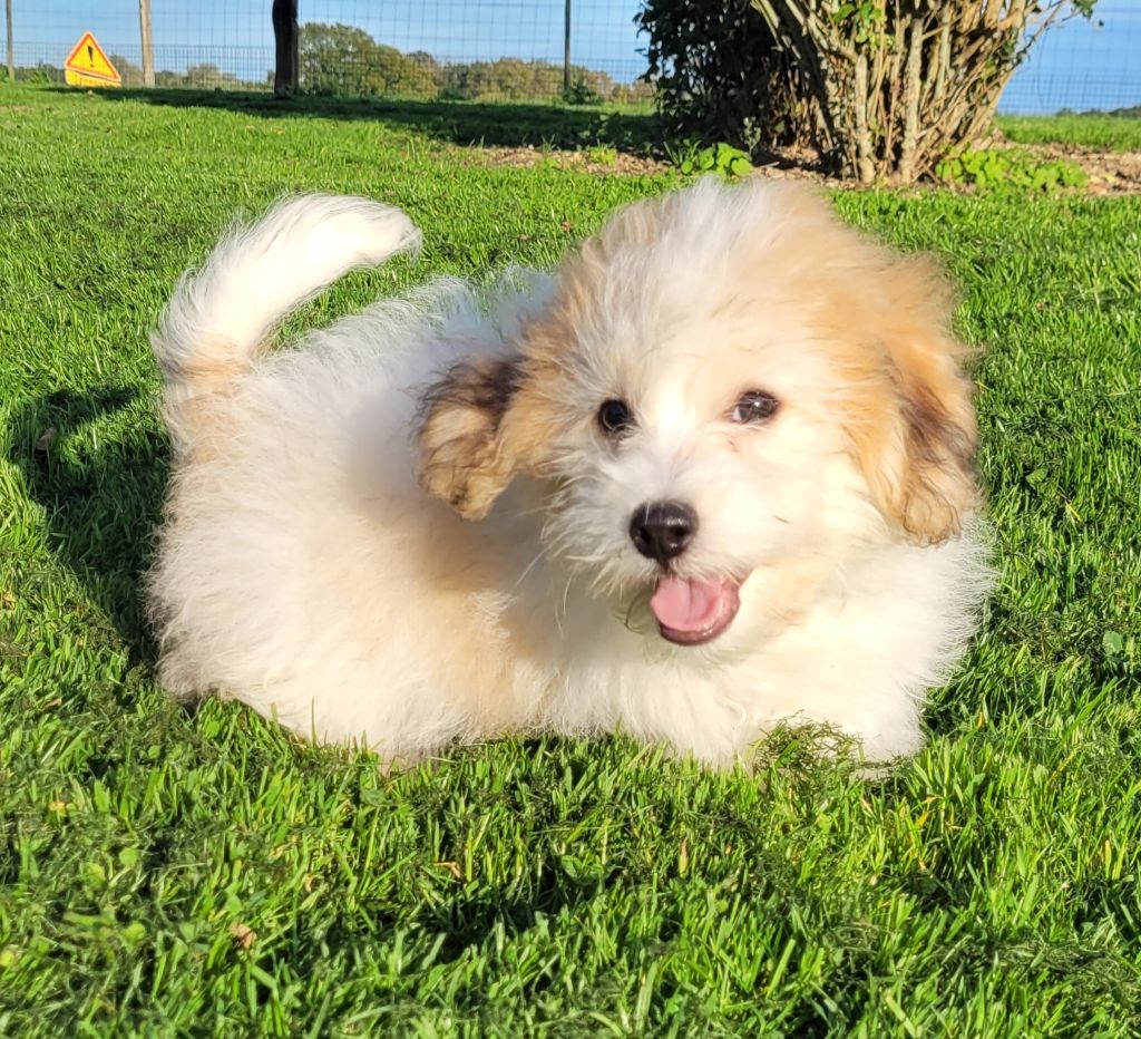 Des marais de courmont - Chiots disponibles - Coton de Tulear