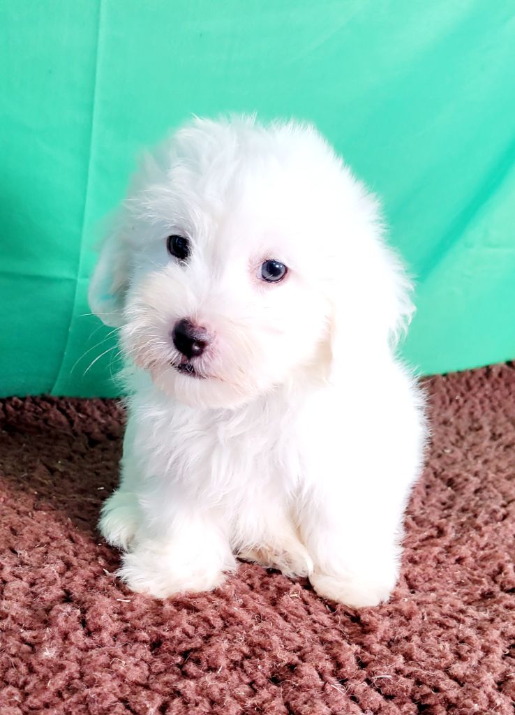 Des marais de courmont - Chiots disponibles - Coton de Tulear