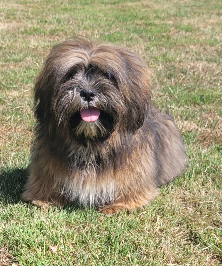 Des marais de courmont - Chiots disponibles - Lhassa Apso