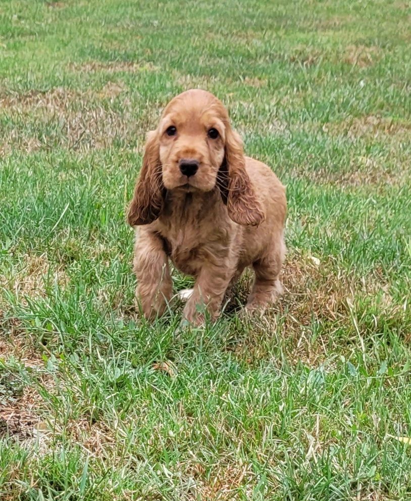Des marais de courmont - Cocker Spaniel Anglais - Portée née le 16/05/2025