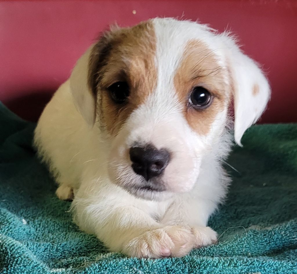 Des marais de courmont - Chiots disponibles - Jack Russell Terrier
