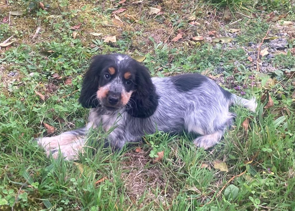 Des marais de courmont - Chiots disponibles - Cocker Spaniel Anglais