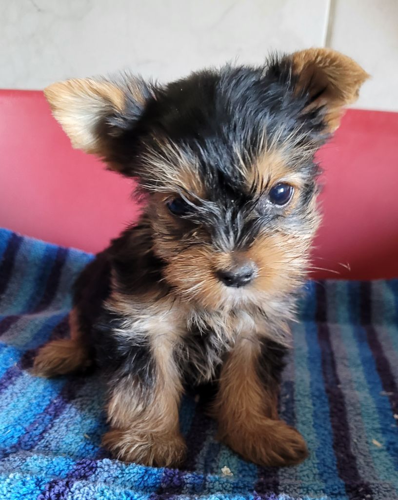 Des marais de courmont - Chiots disponibles - Yorkshire Terrier