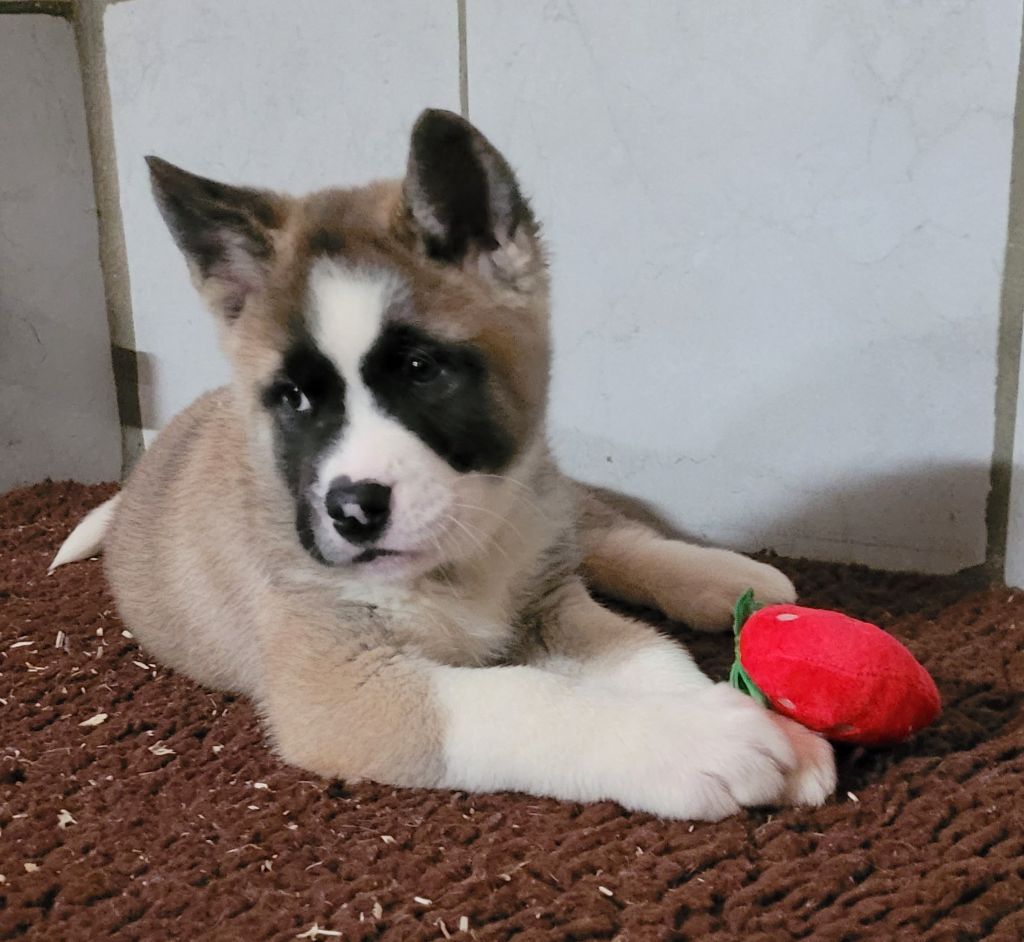 Des marais de courmont - Chiots disponibles - Akita americain