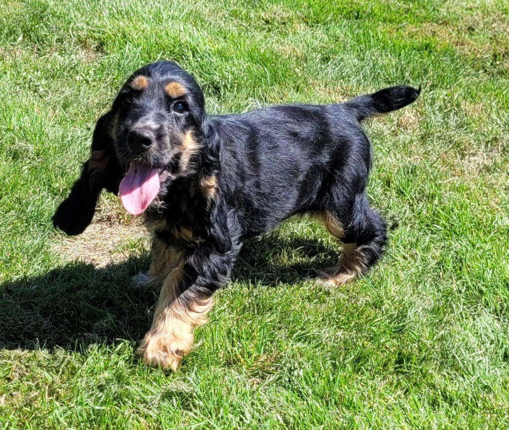 Des marais de courmont - Chiots disponibles - Cocker Spaniel Anglais