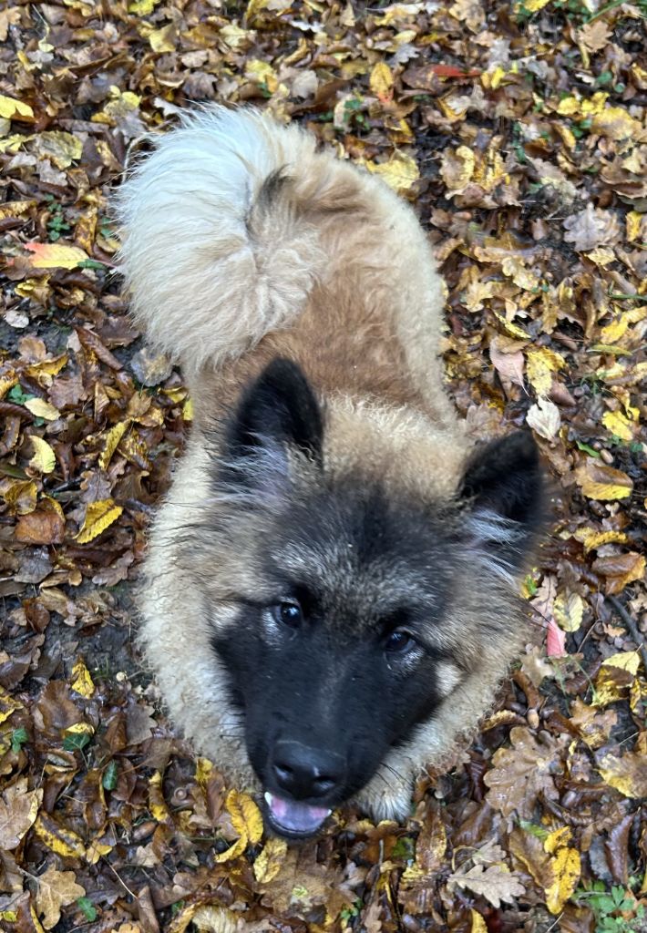 Des marais de courmont - Chiots disponibles - Eurasier