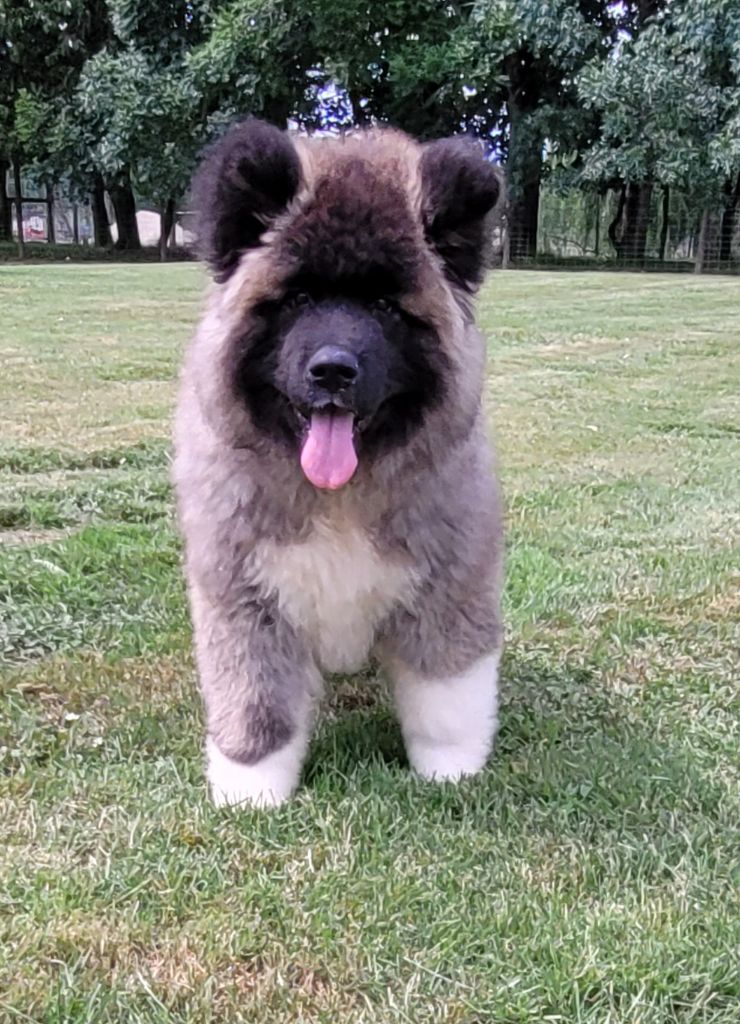 Des marais de courmont - Chiots disponibles - Akita americain