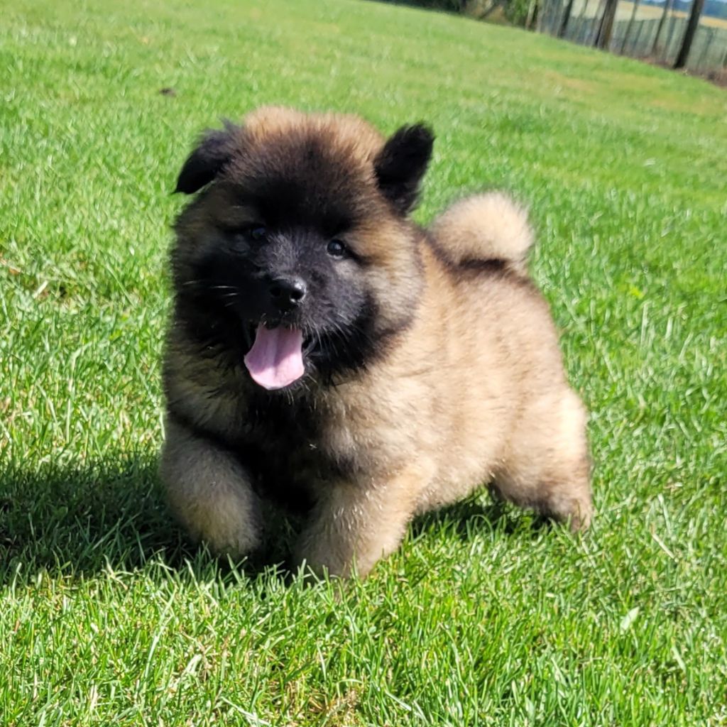 Des marais de courmont - Chiots disponibles - Eurasier