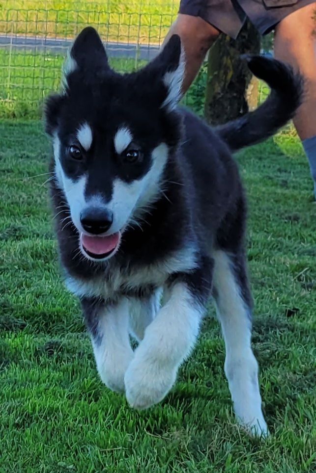 Des marais de courmont - Chiots disponibles - Alaskan Malamute