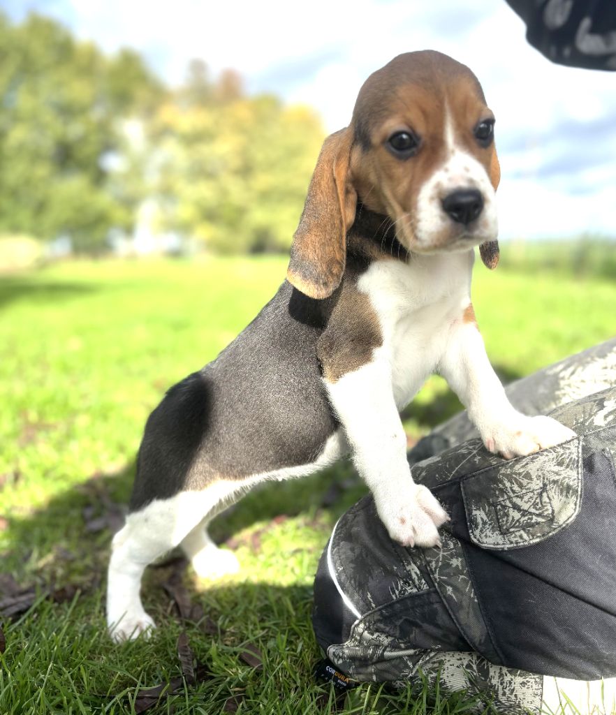 Des marais de courmont - Chiots disponibles - Beagle